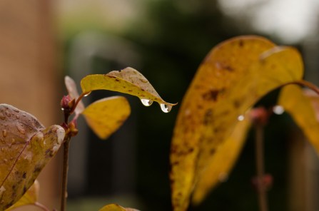 lluvia de otoño